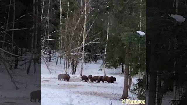 Про кабана! Дикая природа!