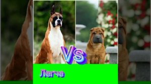 Немецкий боксёр против шарпея: схватка молоссов