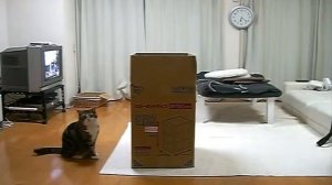 Приколы с животными Кот Мару и коробка)
