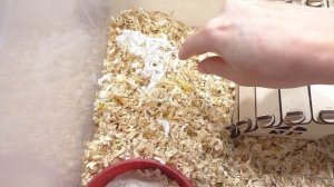 ПОДАРОЧЕК И КРЫСА Лариска ПЕРЕЕЗЖАЮТ / Хомки и МЫШКИ / У СТРЕЛКИ ОСТАЛАСЬ ВАВКА / Alisa Easy Pets