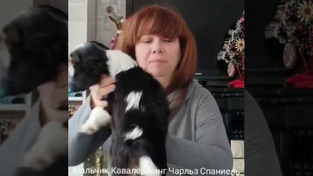 кавалер кинг чарльз спаниель щенок купить продажа москва питомник