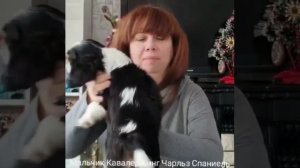 кавалер кинг чарльз спаниель щенок купить продажа москва питомник