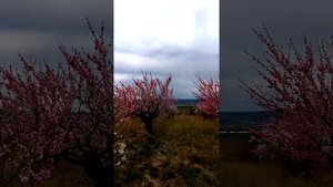 Крым, персиковые сады. Где самый красивый сад?