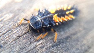 Божья коровка-арлекин, Harmonia axyridis