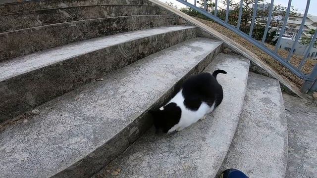 野良猫がフェンスの向こうからモフられに歩いてきた