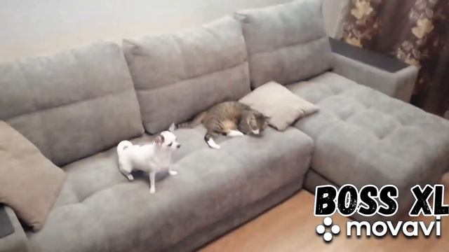 Диван BOSS XL и тайная жизнь питомцев.