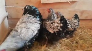 Куры породы виандот ???