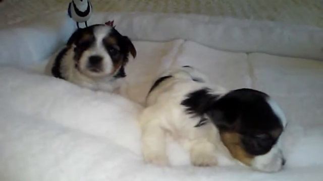 Питомник Белла Вера Девочка бивер - Jermiona Faire Bella Vera.