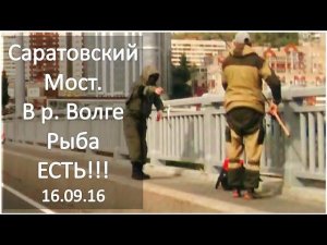 Саратовский мост Удачный момент, есть улов!!! 16.09.2016