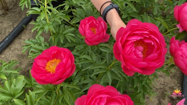 Розово-коралловый пион CYTHEREA / Сад Ворошиловой смотреть онлайн