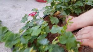 Эксперимент укоренения плющелистной пеларгонии.