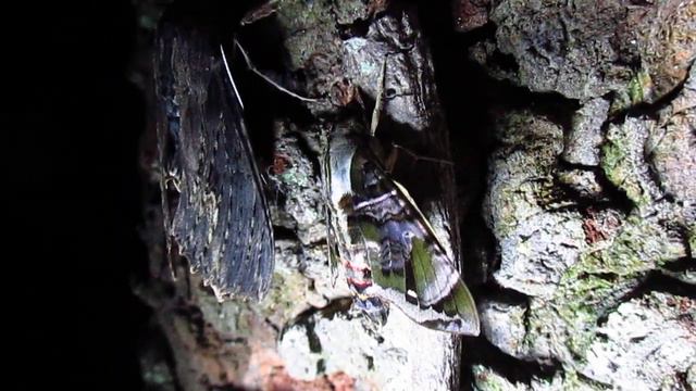 Mariposas Sphingidae смотреть онлайн