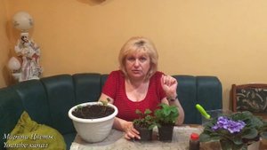Вьющаяся клубника (земляника)-миф или реальность..