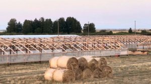 #Лесопитомник с Нуля за 90 дней, выращиваем #сеянцысосны  хвойных пород для #лесовосстановление 202