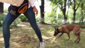 Лучшие упражнения для задних лап собаки. Догфитнес в домашних условиях