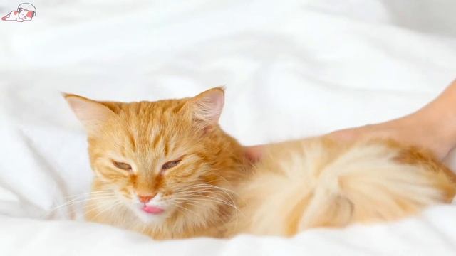 Music To Anti - Anxious Cats FAST ?Calming For Cats With Ill & Stressed Cats! Deep Sleep Therapy