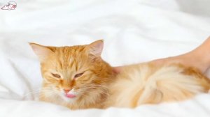 Music to Anti - Anxious Cats FAST ?Calming for Cats with ill & Stressed Cats! Deep Sleep Therapy