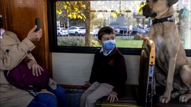 Собака ездит в метро каждый день. Причина вас удивит! смотреть онлайн