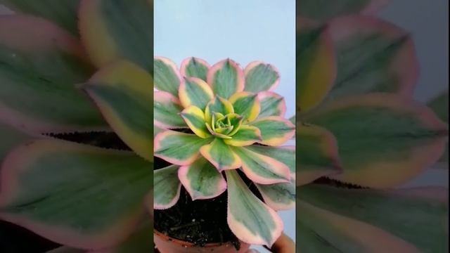 aeonium sunburst donsuculento