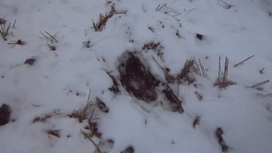 Охота на зайца с подхода.Первый снег.