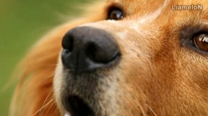 Интересные факты о кошках и собаках