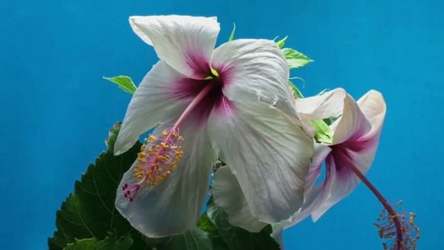 Top 3 Pimple Patch Products To Try Right Now | Get Rid Of Acne and Pimples смотреть онлайн