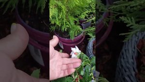 Канадская роза Кэмпфайр (Campfire). Первое цветение в Омске