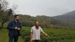 Русский чай. Краснодарский чай. Фермерское хозяйство в окрестностях Сочи.