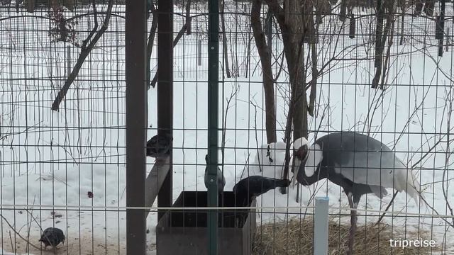 Kyiv Zoo Winter 2021 Episode 1 смотреть онлайн