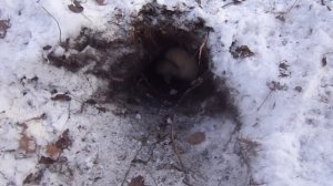 Долгожданный снег.Охота с лайками на соболя.