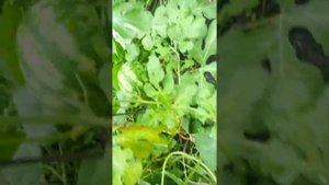 Вырастил арбузы и дыни в теплице на Урале