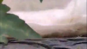 Помидоры в теплице бодерин ранний сорт