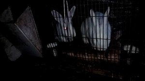 Открываю ещё один секрет. Как остановить ринит у кроликов.