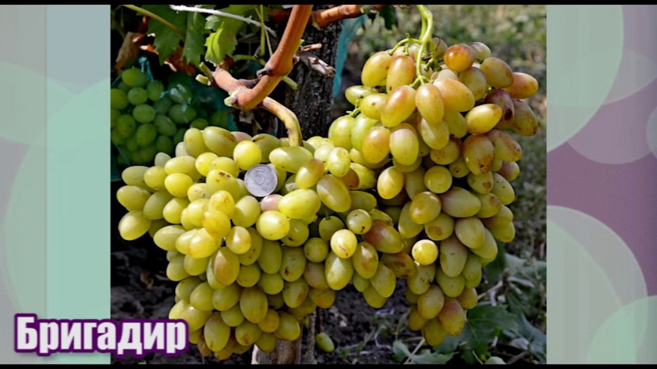 Виноград Бригадир - новинка селекции Е. Г. Павловского (Grape breeding Pavlovsky Brigadir) смотреть онлайн