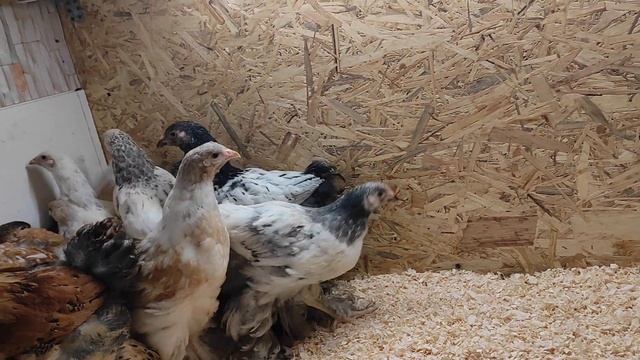 Брама порцелян, лимон, палевая, голубо-палевая смотреть онлайн