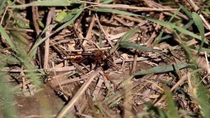 Ктырь шершевидный. Asilus crabroniformis. Насекомые Беларуси.