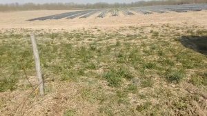 Выращивание клубники в ленобласти