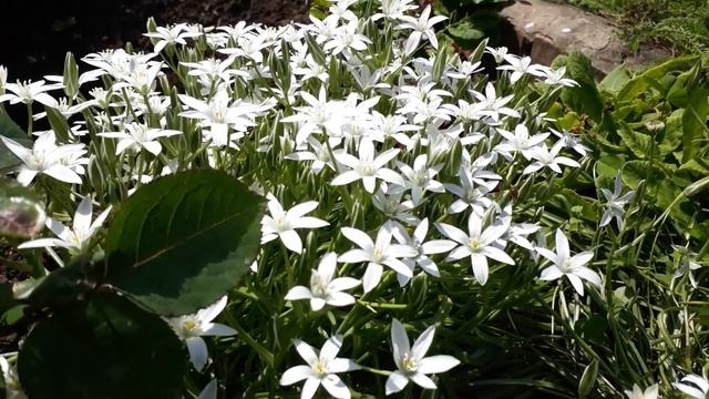 #ornithogalum #почвопокровник #птицемлечник / Особенности роста  птицемлечника (лат.  Ornithogalum)