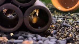 Апистограмма Агассица огненно-красная / Apistogramma agassizii Fire Red