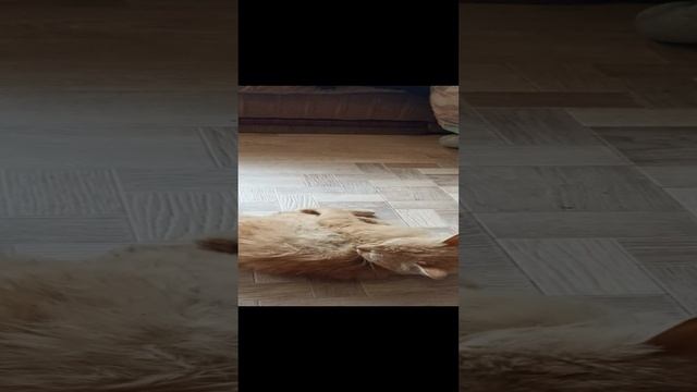Карточка видео