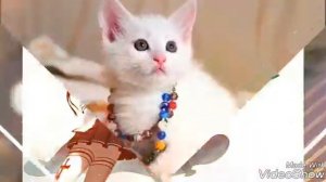 Аниме и животные