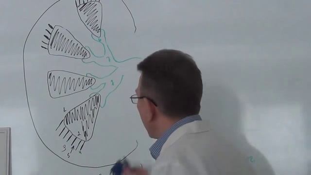 Строение почек смотреть онлайн