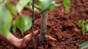 Как правильно использовать навоз