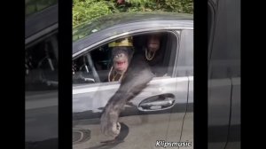 Обезьяна за рулём (Видео - 33)