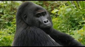 Интересные факты о гориллах(Interesting facts about gorillas).