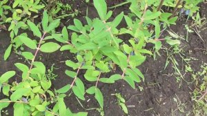 2022 Отзыв о питомнике Бакчарское. Ч.2 (саженцы жимолости плодоношение)