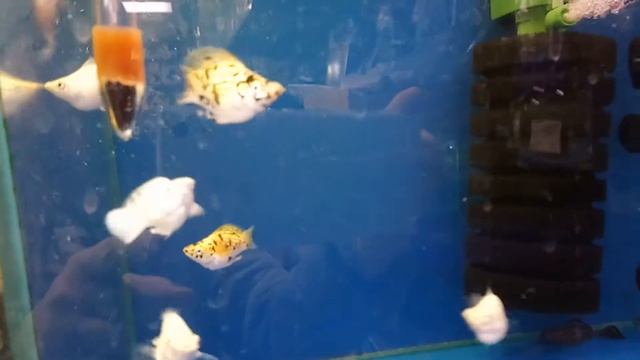 Рыбки, тритон и разные птички,даже есть паук птицеед. смотреть онлайн