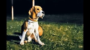 И  Пивоварова  Жила-была собака #стихидлядетей #поэты20века