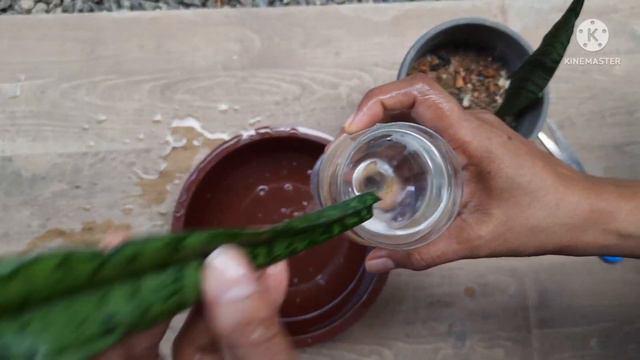 #How_#to #propagate || snake plant propagation from leaf cutting in water смотреть онлайн