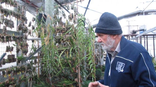 Dendrobium pierardii, comincia ad ingiallire le foglie, come bagnare le zattere in inverni смотреть онлайн